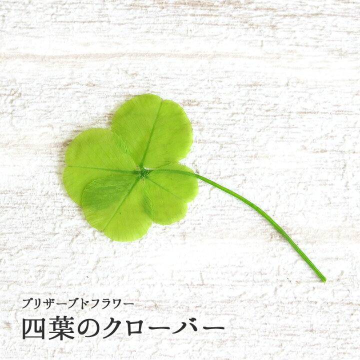 楽天市場】四つ葉のクローバー 1枚 花材に添えてに添えて 結婚祝い  