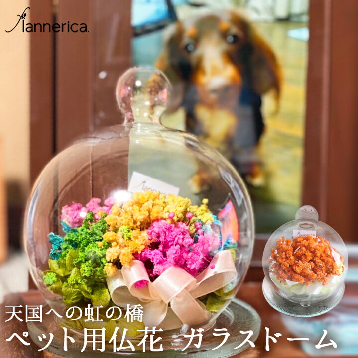 楽天市場】平日15時迄当日発送 カスミソウ ガラスドーム ベイビーズ 