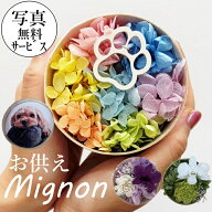 15時即日出荷【動物病院 ペットサロン様も御用達】プリザーブドフラワー ミニョン ペット お悔み 供養 仏…