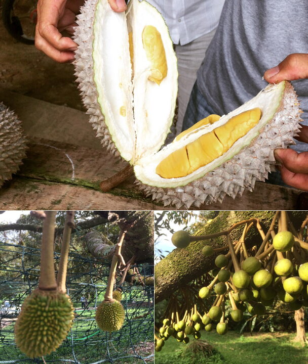 楽天市場】ドリアン 榴蓮 マレーシア産【雷神】D24 durian（冷凍）200g 