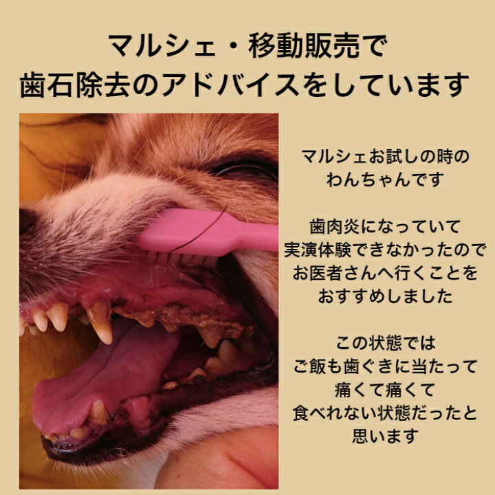 楽天市場 犬 猫 歯石取り 歯石除去 歯磨き スターターキット 口臭予防 ゼオライト不使用 歯石 歯石取り 自分で 天然成分 歯肉炎予防 犬の歯磨き おうちケア アルマダイアモンドとクリスタル1本づつセット30ml 犬の歯石 除去歯磨き キュレット