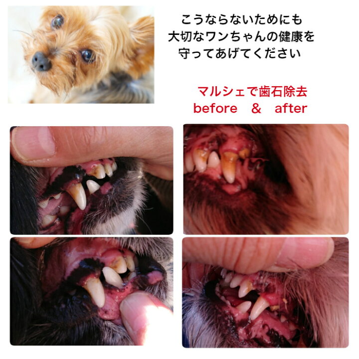 市場 犬 歯石取り 歯磨き 猫 口臭予防 歯石 歯肉炎予防 ゼオライト不使用 天然成分 歯石除去 自分で