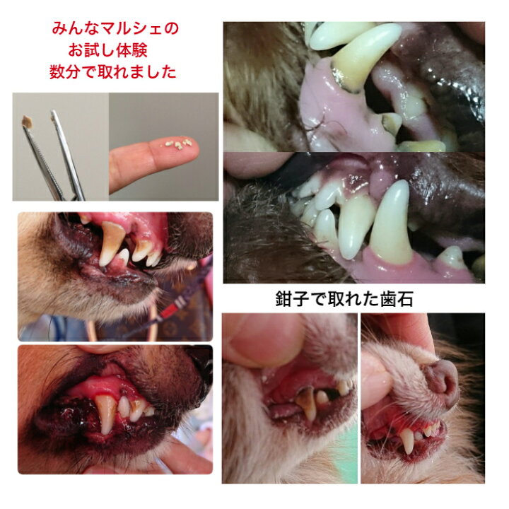 楽天市場 犬 猫 歯石取り 歯石除去 歯磨き スターターキット 口臭予防 ゼオライト不使用 歯石 歯石取り 自分で 天然成分 歯肉炎予防 犬の歯磨き おうちケア アルマダイアモンドとクリスタル1本づつセット30ml 犬の歯石 除去歯磨き キュレット