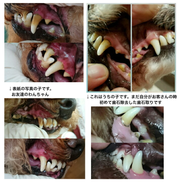 楽天市場 犬 猫 歯石 歯石除去 歯磨き 口臭予防 ゼオライト不使用 歯石 歯石取り 自分で 天然成分 歯肉炎予防 犬の歯磨き おうちケア スターターキット 30ml 1本づつ 犬の歯石 除去歯磨き キュレット