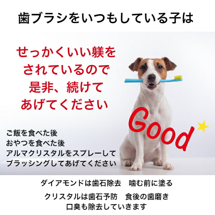 楽天市場 犬 猫 歯石取り 歯石除去 歯磨き スターターキット 口臭予防 ゼオライト不使用 歯石 歯石取り 自分で 天然成分 歯肉炎予防 犬の歯磨き おうちケア アルマダイアモンドとクリスタル1本づつセット30ml 犬の歯石 除去歯磨き キュレット 楽天市場 犬 猫 歯石取り 歯石除去 歯磨き スターターキット 口臭予防 ゼオライト不使用 歯石 歯石取り 自分で 天然成分 歯肉炎予防 犬の歯磨き おうちケア アルマダイアモンドとクリスタル1本づつセット30ml 犬の歯石 除去歯磨き キュレット