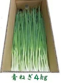 青ネギ4kg ネギ 長ねぎ 業務用 徳島県産 産地直送 冷蔵便 送料別