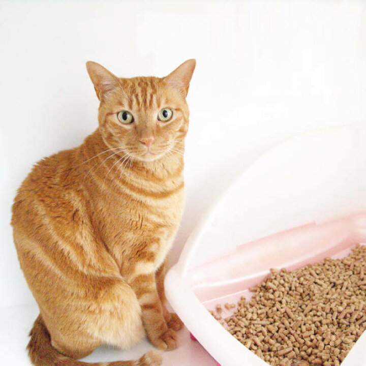 楽天市場】猫砂 国産 木製 無添加 小さな村の猫砂 猫 猫の砂 30L : 猫用品の通販nekozuki(ねこずき) 楽天市場】猫砂 国産 木製 無添加 小さな村の猫砂 猫 猫の砂 30L : 猫用品の通販nekozuki(ねこずき)