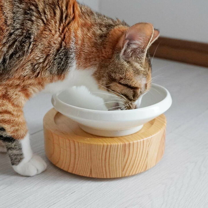 楽天市場】食器 猫 餌皿 まんまボウル フード用 M 磁器 傾斜 こぼれ 