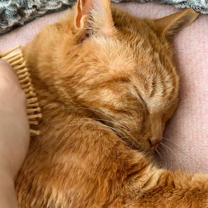 楽天市場 猫 マッサージブラシ ワンダフルブラシ 竹ピン 木製 猫用品の通販nekozuki ねこずき