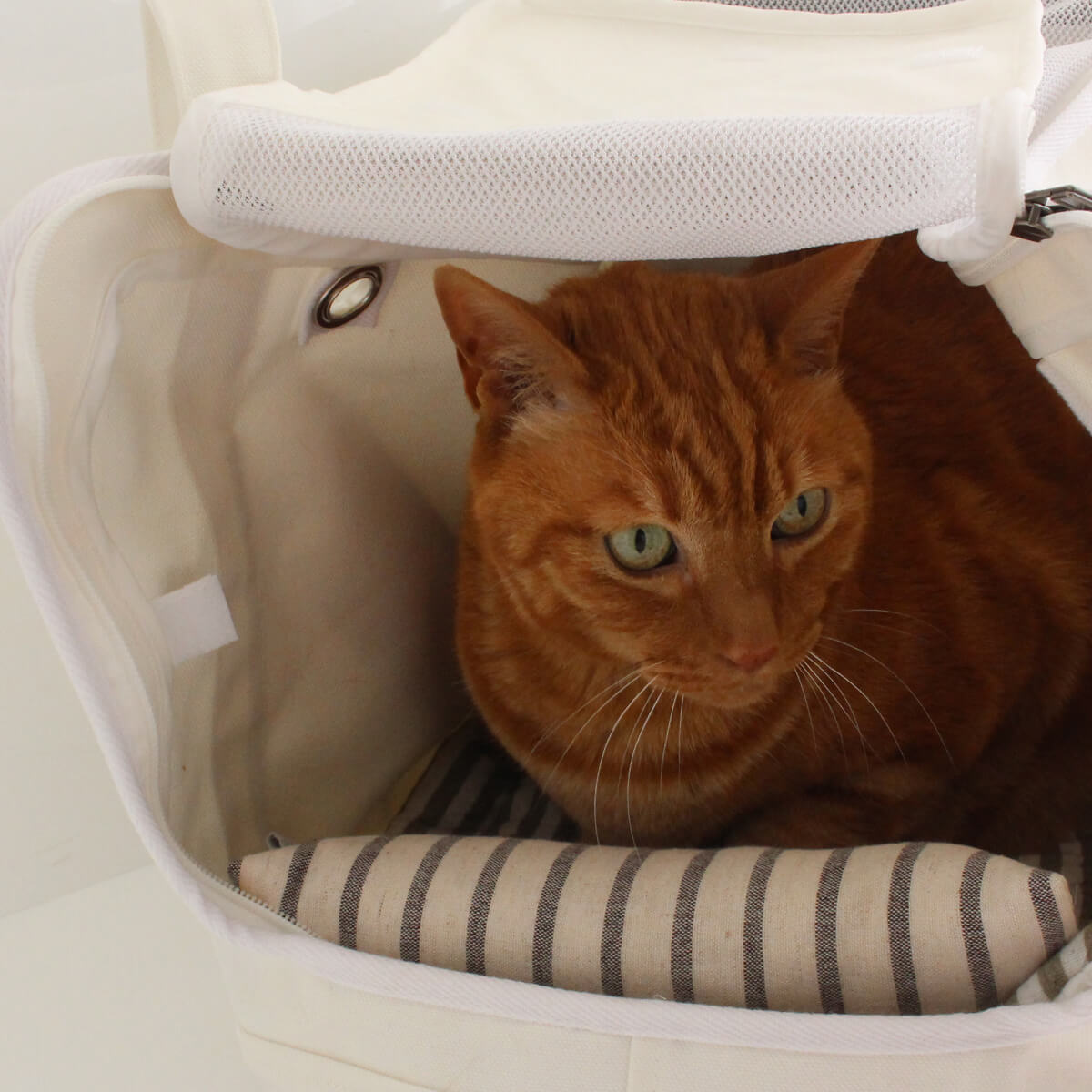 楽天市場】猫 キャリーバッグ ねこずきなトート ペット 避難 防災 軽量 