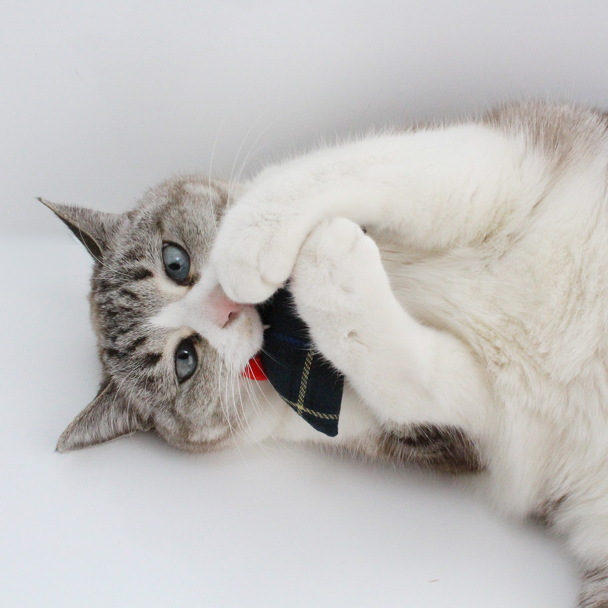 楽天市場】日本製 猫 おもちゃ 5点セット みかづきけりけり付 福袋 