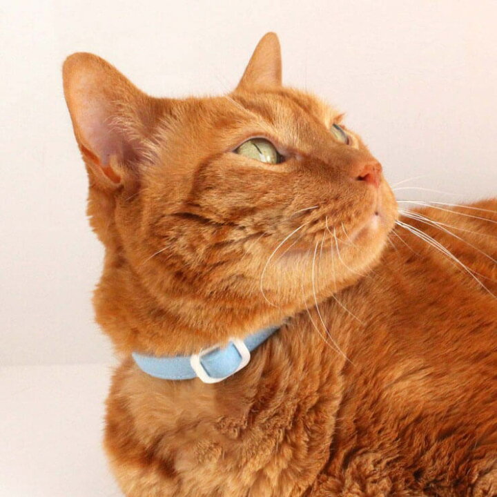名入れ付 猫 首輪 迷子防止 名前と電話番号を刺繍 ねこともカラー 日本製 フェルト : 猫用品の通販nekozuki（ねこずき）