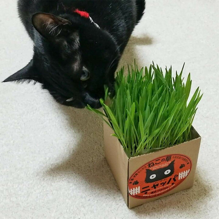 楽天市場 猫草 種 国産 有機栽培 セット 猫 ニャッパ 2個入り 猫用品の通販nekozuki ねこずき