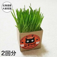 猫草 大好き 猫 国産の無農薬 有機栽培 [ニャッパ 2回分] 種 セット 猫 食いつき抜群 安心安全 簡単栽培 …