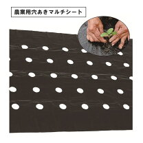 楽天市場】穴あき 黒マルチ6穴の通販