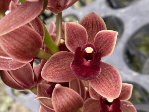 тƂ̃e[uVrt炫̌IŐlC̉iCymbidium Dorothy Stockstill eForgotten Fruitf31Jԗ\cǗt̒ǔZbg