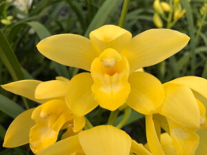 シンビジューム 生花の人気商品 通販 価格比較 価格 Com シンビジューム 生花の人気商品 通販 価格比較 価格 Com