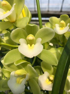 тƂ̃e[uVrSweetheartexf4JԌcǗt̒ǔZbgÂu₩ȍ