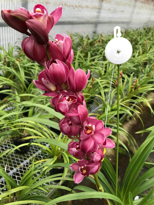 楽天市場 しんびすとのテーブルシンビ 百年の恋 ４号花芽付苗管理説明書 春の追肥セット シンビジウム しんびすとのらん屋さん