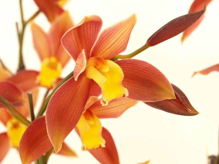 楽天市場 しんびすとの和蘭最新品種 茜季 4号一作開花見込み苗和蘭花譜付 しんびすとのらん屋さん 楽天市場 しんびすとの和蘭最新品種 茜季 4号一作開花見込み苗和蘭花譜付 しんびすとのらん屋さん