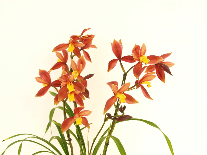 楽天市場 しんびすとの和蘭最新品種 茜季 4号一作開花見込み苗和蘭花譜付 しんびすとのらん屋さん