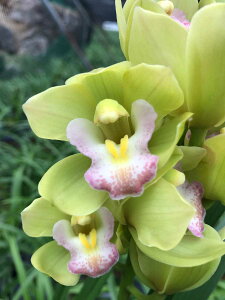 тƂ̃e[uVresmLIf41Jԗ\cǗt̒ǔZbg