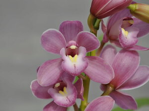 тƂ̃e[uVrX̐eȂ悵f41Jԗ\cǗt̒ǔZbg