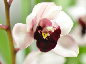 シンビジューム 生花の人気商品 通販 価格比較 価格 Com シンビジューム 生花の人気商品 通販 価格比較 価格 Com