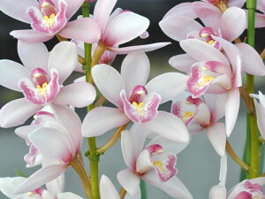 тƂ̃e[uVrX̐ef41Jԗ\cǗt̒ǔZbg