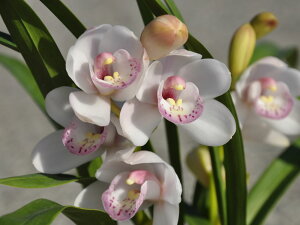 тƂ̃e[uVrX̐eサf41Jԗ\cǗt̒ǔZbg