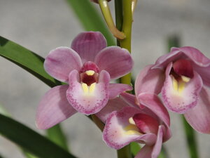 シンビジューム 生花の人気商品 通販 価格比較 価格 Com シンビジューム 生花の人気商品 通販 価格比較 価格 Com