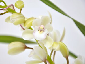 シンビジューム 生花の人気商品 通販 価格比較 価格 Com シンビジューム 生花の人気商品 通販 価格比較 価格 Com