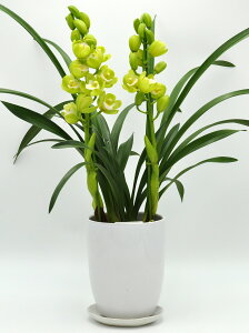 シンビジューム 生花の人気商品 通販 価格比較 価格 Com シンビジューム 生花の人気商品 通販 価格比較 価格 Com