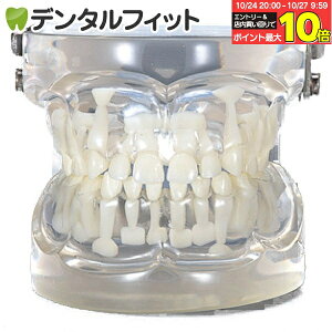 【★エントリーと店内3点購入でP10倍(10/24 20:00-10/27 9:59迄)】透明乳歯 永久歯交換期模型 永久歯萌出前(4〜6歳頃) 【送料無料】