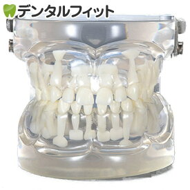 【送料無料】透明乳歯 永久歯交換期模型 永久歯萌出前(4～6歳頃)