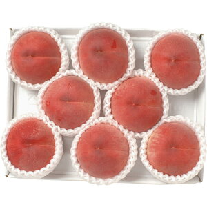 �y�������Ή��z �R�����Y ���Z���T�[��(1.6kg) �H���i �Y���_�Y ��