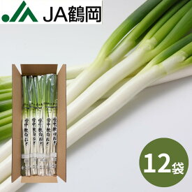 【期間限定】【JA鶴岡 公式】【送料無料】雪中軟白ねぎ12袋 ネギ 白ネギ 山形 ISNN- 12 3本～4本入り×12袋