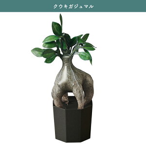 o[ ϗtA Mtg 蕨 v[g NE\[vc QooSo Plants CeA u D KW} EjT{e OLX E`T{e XփMtg eiXsv v`Mt