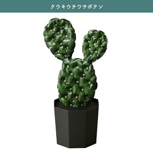 o[ ϗtA Mtg 蕨 v[g NE\[vc QooSo Plants CeA u D KW} EjT{e OLX E`T{e XփMtg eiXsv v`Mt