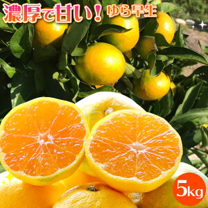 【10月下旬発送予定】 静岡県産 ゆら早生 5kg エレ・ミカン みかん 極早生みかん 由良 ゆらわせ みかん ミカン 希少 産地直送 送料無料