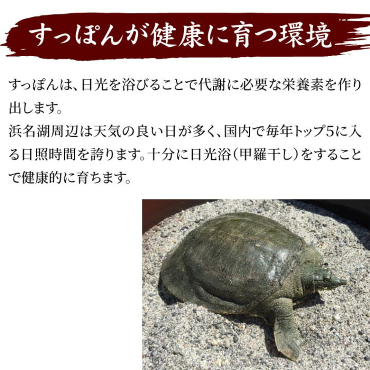 楽天市場 浜名湖の極上すっぽん鍋セット 400g 甲羅付き お歳暮 服部中村養鼈場 静岡 浜松 はっとり スッポン 服部もの 服部中村養べつ場 切り身 すっぽん料理 鍋 すっぽん鍋 冷凍 真空パック ギフト 送料無料 いいものだけを 大五うなぎ工房