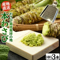 本わさび中サイズ3本＆さめ吉（ミニ）セット わさび 本わさび 生わさび ギフト 山葵 ワサビ 水わさび 静…