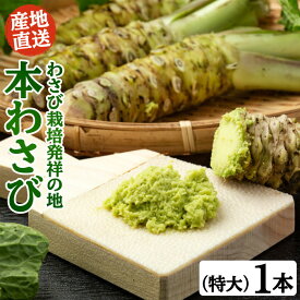 本わさび 特大サイズ1本（1本100g以上） 本わさび 生わさび わさび 山葵 ワサビ 静岡産 有東木 特大 送料無料