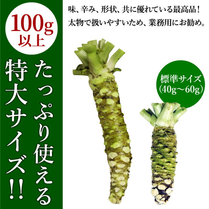 楽天市場】本わさび 特大サイズ1本（1本100g以上） 本わさび 生わさび 