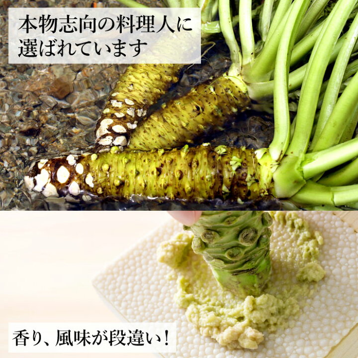 楽天市場 本わさび中サイズ1本 40g 60g 本わさび 生わさび わさび 山葵 ワサビ 静岡産 有東木 送料無料 いいものだけを 大五うなぎ工房