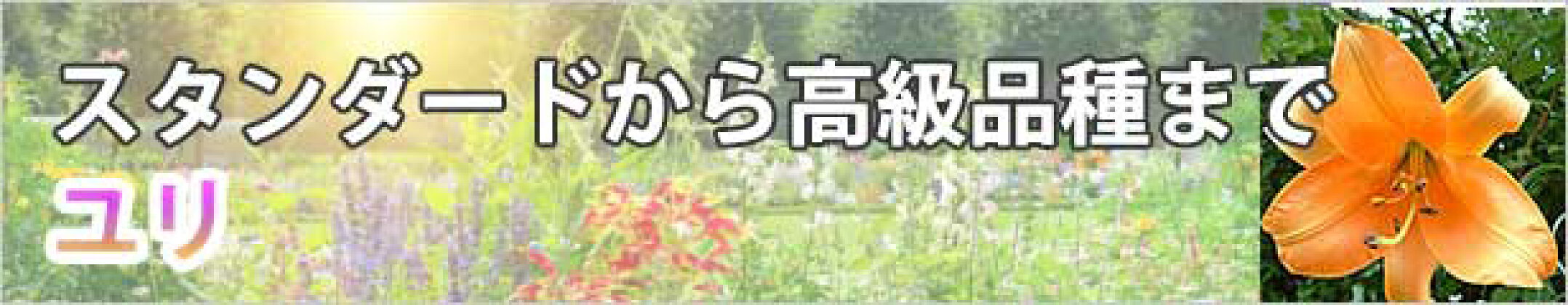 ユリ