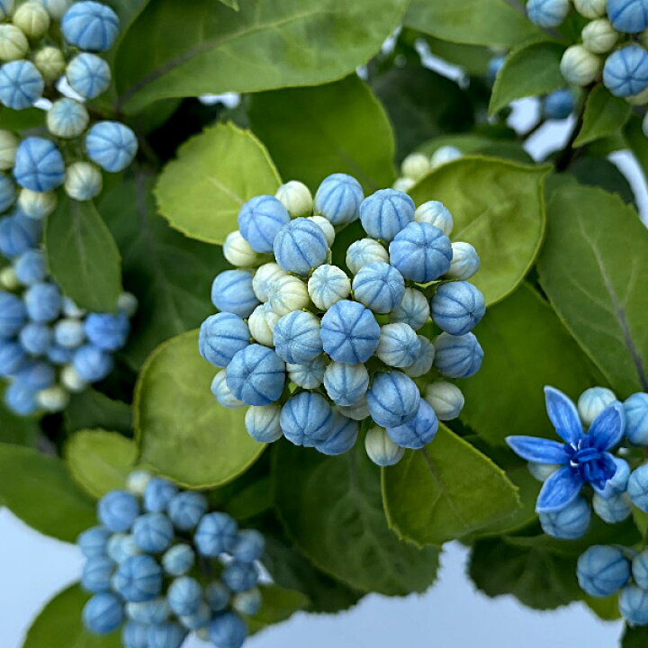 楽天市場 常緑あじさい 薄青の花に光沢ある瑠璃色の実 常山アジサイ 碧の瞳 アオノヒトミ 種苗 花苗 球根の専門店 大郷屋