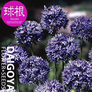 AE RGEiZjԌa3cm Ayz7  _AE_HA__̔_ʔ_