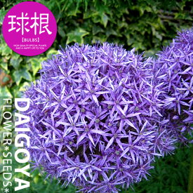 楽天市場 球根 アリウムの通販