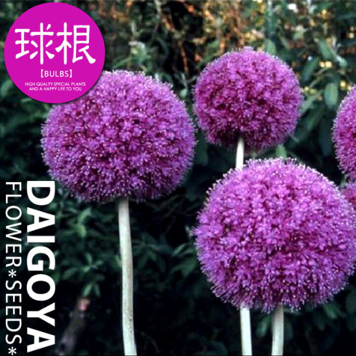 楽天市場 アリウム ギガンチューム 特大球 藤桃色 球根 1球入り アリウム 秋植え 球根 販売 通販 種苗 花苗 球根の専門店 大郷屋